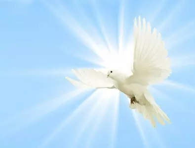 Ако видите бял гълъб - ще се радвате ли много според поверието?