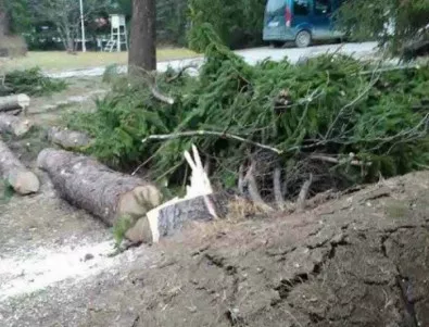 Силният вятър в Смолянско остави щети в гората за 2-3 млн. лв.