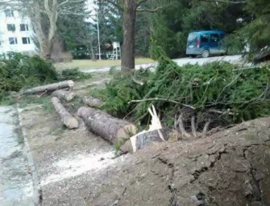 Десетки сигнали за паднали дървета и опасни покриви в Пазарджик