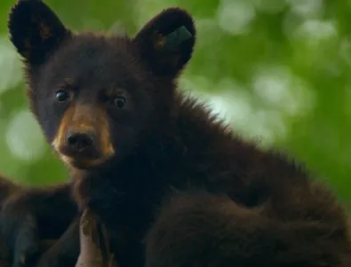 Спасяване на диви мечки и Суперветеринар превзема Viasat Nature (ВИДЕО)