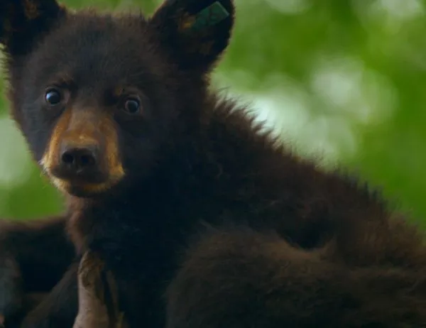 Над 15 мечки обитават района на Витоша, но не нанасят щети