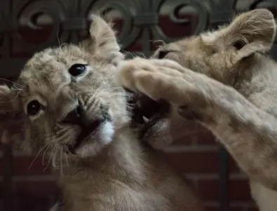 Лъвчетата от зоопарка в Благоевград - осиновени от тотомилионер