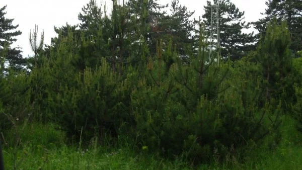 5-часов планинарски киномаратон в Асенoвград