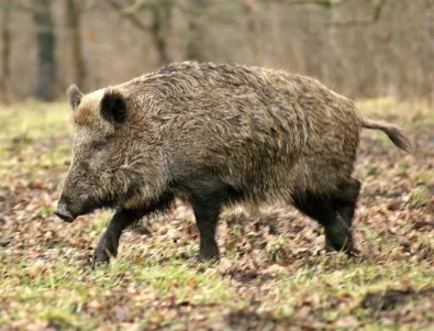 Ново огнище на чума по свинете в Смолянско