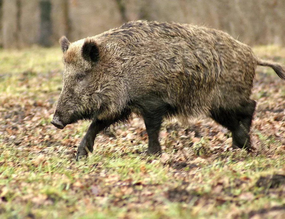 37 души се заразиха с трихинелоза, яли месо от дива свиня