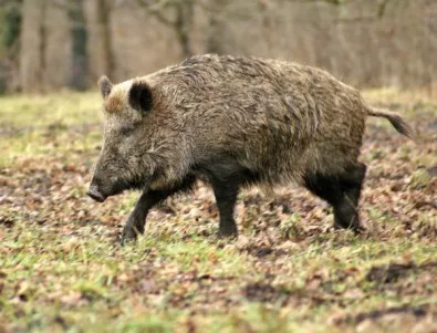 Държавата поощрява отстрелването на диви прасета като мярка срещу 
