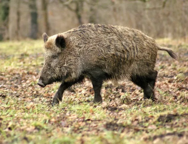 Държавата поощрява отстрелването на диви прасета като мярка срещу "Африканската чума"