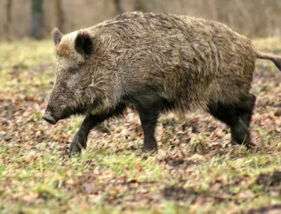 Стадо диви прасета нападна пазар в Турция