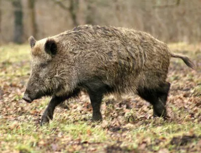 В Шабла намериха умряло диво прасе, чакат се резултати за африканска чума