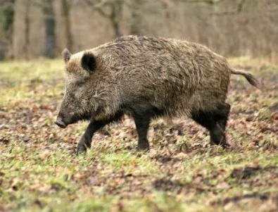 Умрялото диво прасе край Шабла няма африканска чума