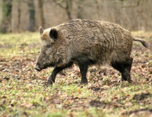 Откриха африканска чума при дива свиня в Девня