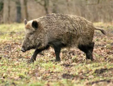 Пикът на африканската чума предстои с откриването на ловния сезон за диви прасета