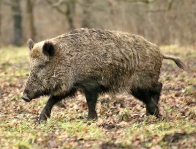 Ново огнище на свинска чума в Плевенско