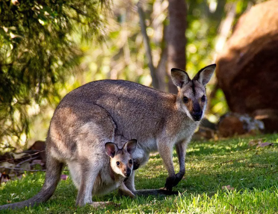 Биха си шамари: Две кенгура се сдърпаха в Австралия (ВИДЕО)