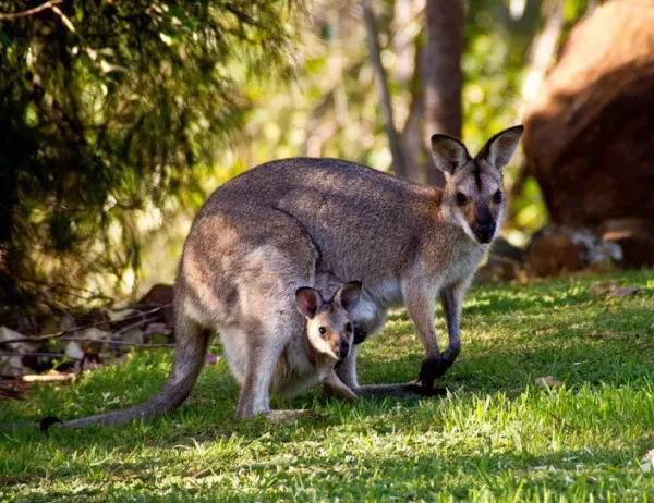 Деца и майки търсят избягало кенгуру в Сандански