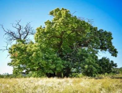 Екоинспекцията в Плевен „засне“ 215 вековни дървета