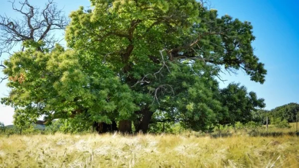 Прогноза за времето - 31 май (четвъртък)