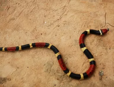 Топ 5 на най-отровните змии в света