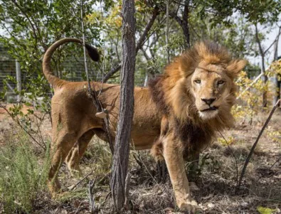 Четири лъва избягали от резерват в Камерун, убили 30 говеда 