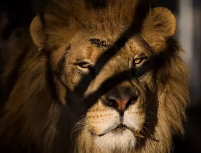 Два лъва се заразиха с коронавирус в зоопарк в Хърватия