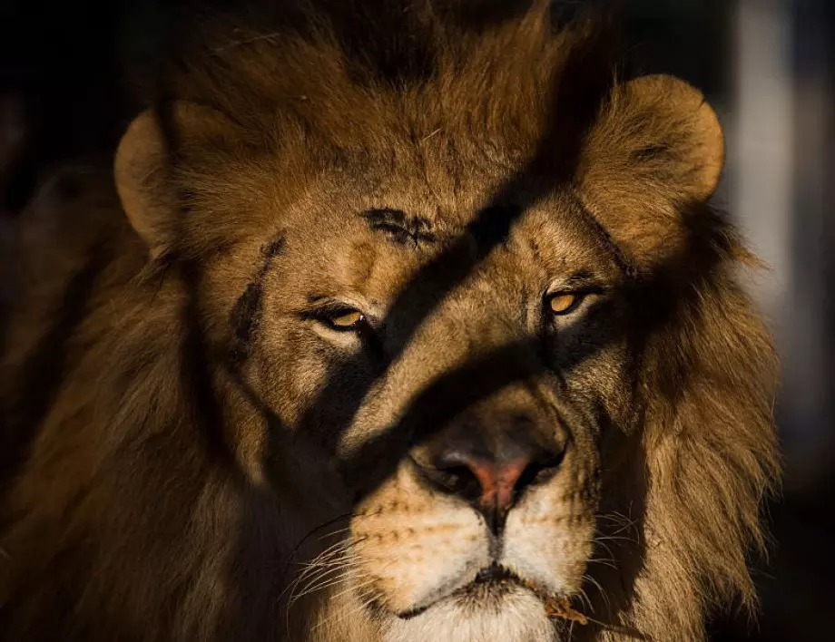 Инцидент в зоологическата градина: Лъв уби човек в Нигерия (ВИДЕО)