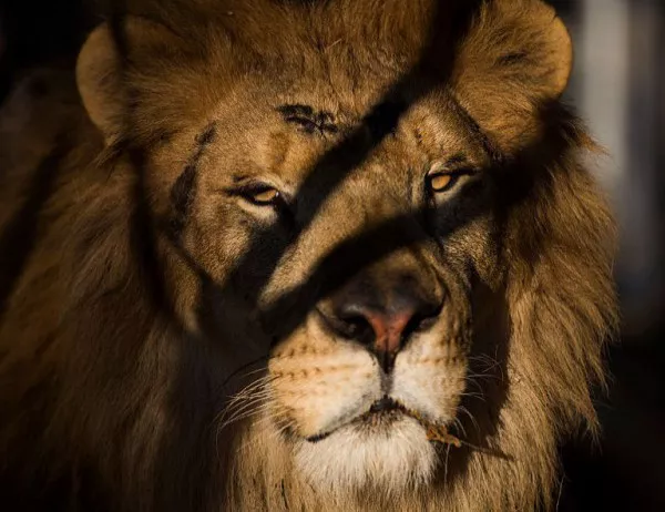 21 неща, от които да се пазите по време на периода на зодия Лъв