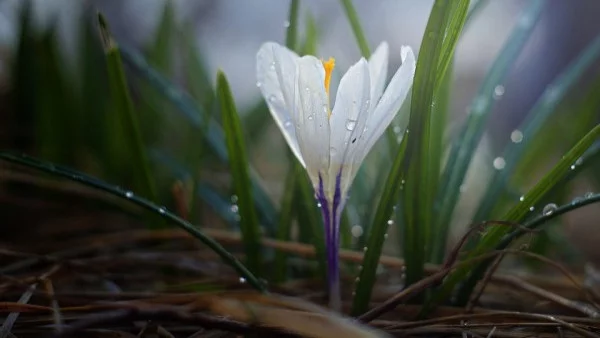 Седмична прогноза за времето за 5-11 март