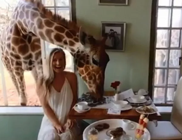 Ето така се храни жираф (ВИДЕО)