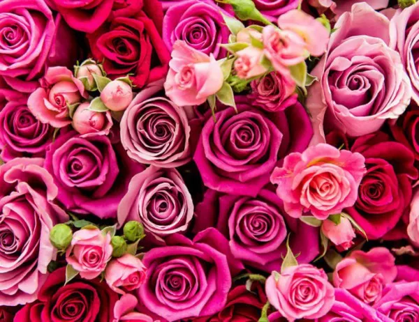 Учени откриха как розите да ухаят по-дълго