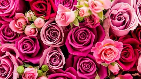 Учени откриха как розите да ухаят по-дълго