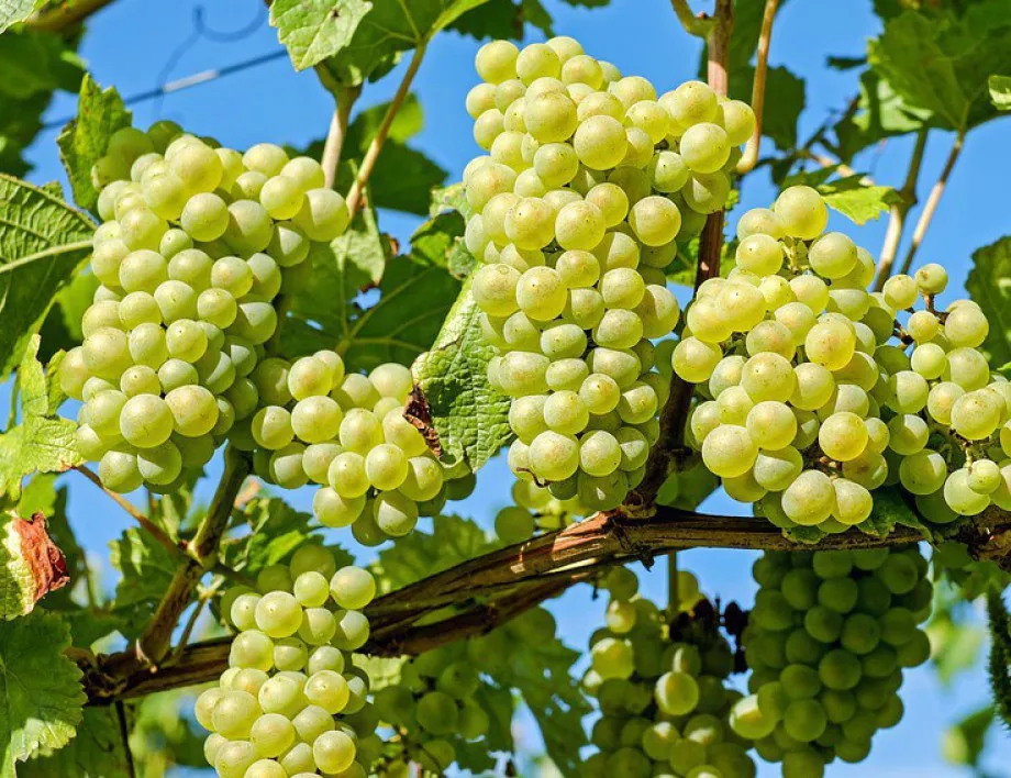 Реколтата от грозде тази година е с около 15% по-слаба от предходната