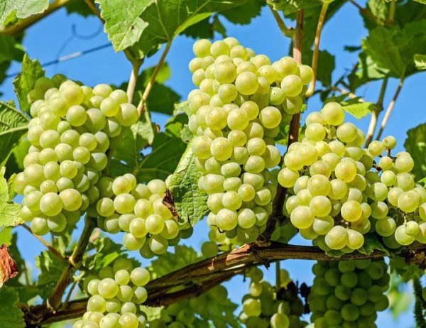Ако времето се задържи с високи температури има добра реколта от  грозде