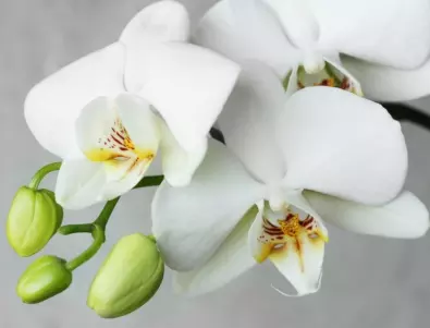Кубче лед в саксията прави чудо с орхидеята