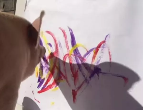 Пигкасо - прасето, което рисува (ВИДЕО)