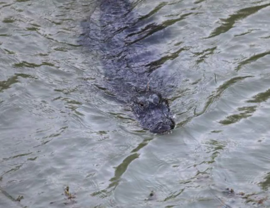 Алигатори "превзеха" улици във Флорида (ВИДЕО)