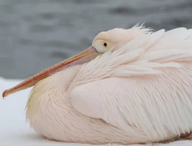 Жестокост: Разпънаха розов пеликан на пътен знак