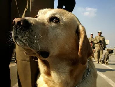 Дубай използва кучета за идентифициране на пътници с коронавирус  