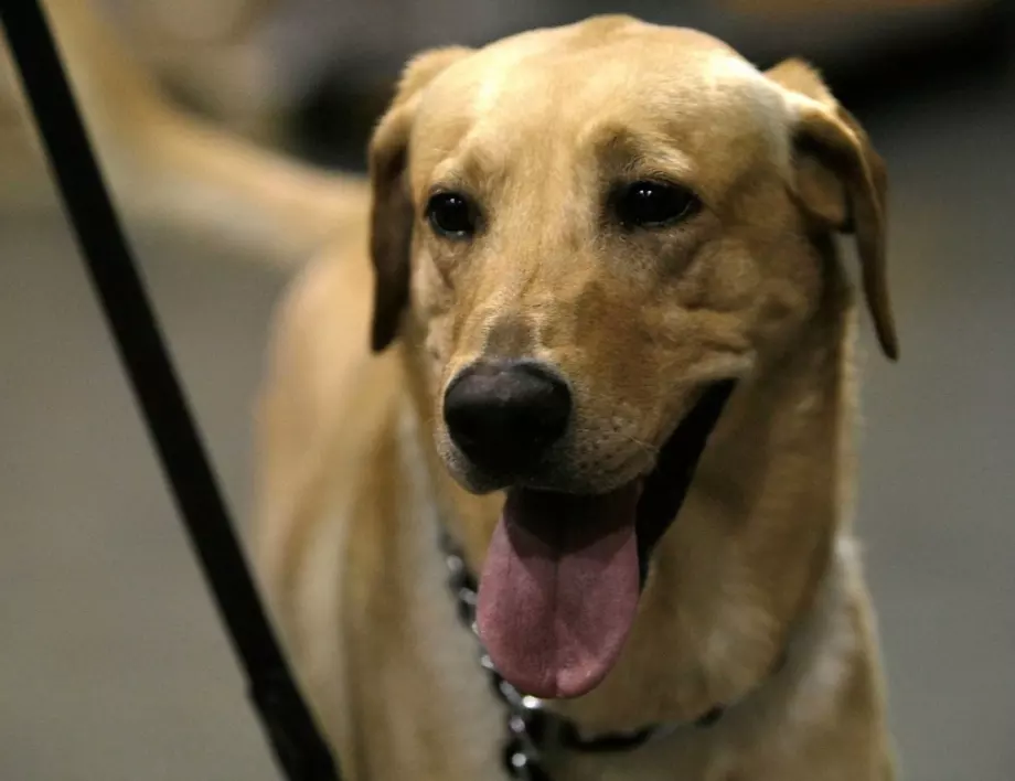 В Чили обучават кучета да подушват новия коронавирус