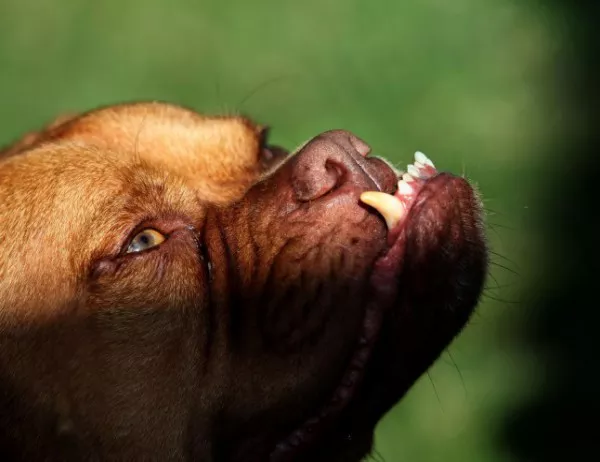 Английски булдог е най-грозното куче на света (ВИДЕО+ СНИМКИ)
