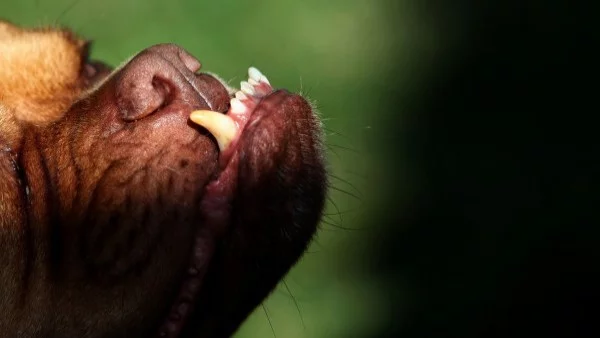 Жена пострада от агресивно куче в центъра на Бургас