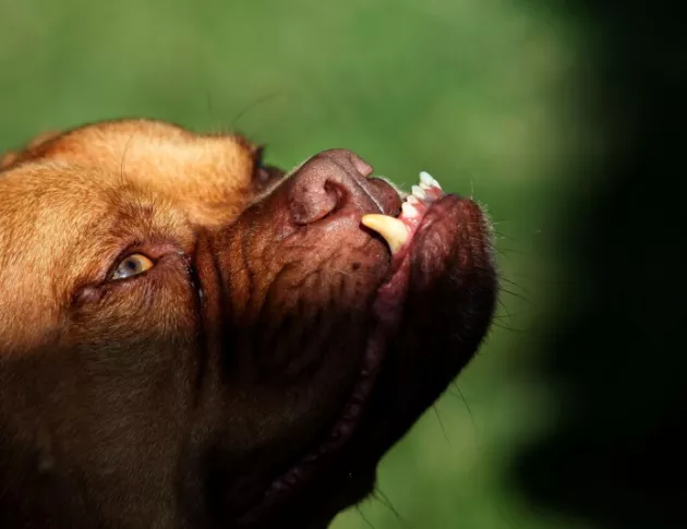 В България няма забрана за отглеждане на опасни породи кучета