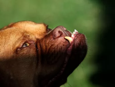 На първо четене: Забраняват разхождането на кучета без каишка 