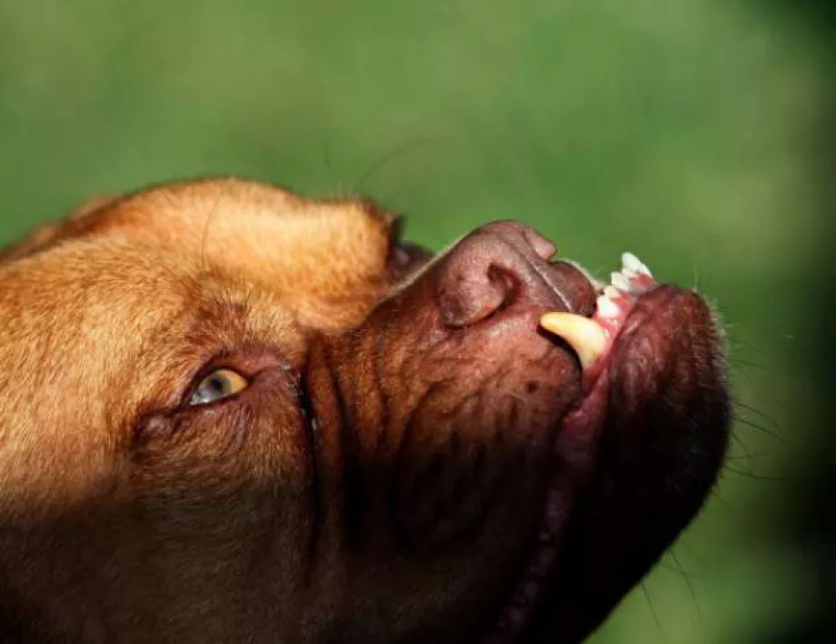 7 години затвор за причинена смърт от куче предвиждат в Русия