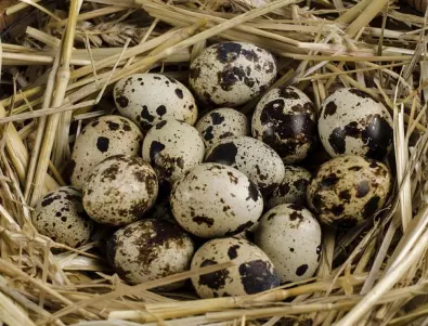 Яжте по 5-6 пъдпъдъчи яйца на ден - но как да разберете, че са пресни?
