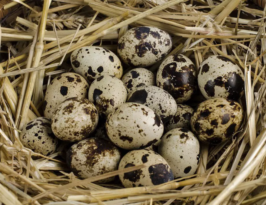Яжте по 5-6 пъдпъдъчи яйца на ден - но как да разберете, че са пресни?