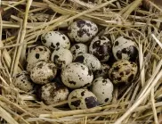 Яйца от пъдпъдък: Ето по колко на ден е полезно да ядем