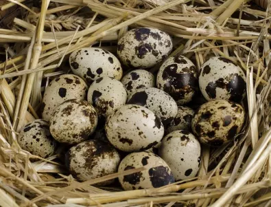 Те са по-здравословни от обикновените яйца – с по-малко холестерол, повече протеини и желязо                