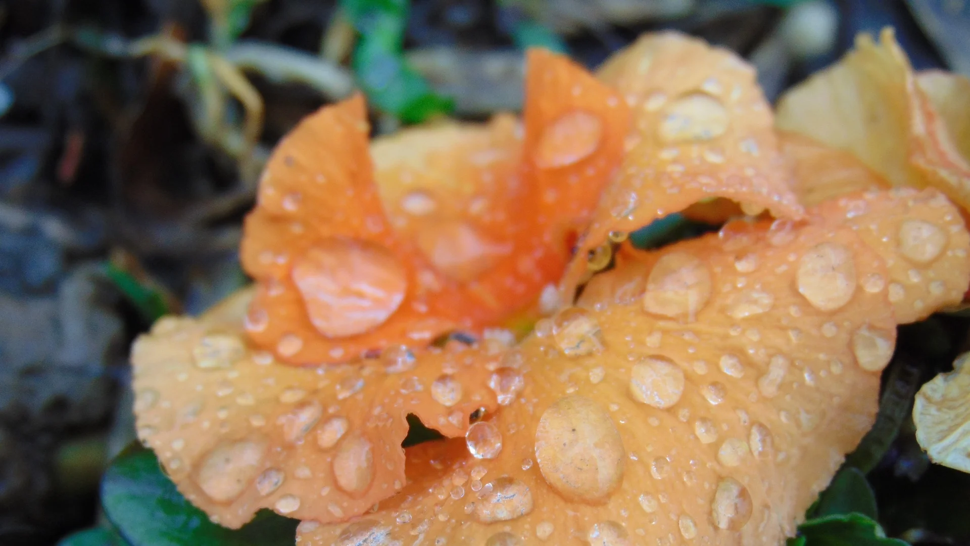 Прогноза за времето - 17 април 2024 г. (сряда)