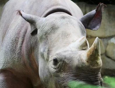 Учени откриха начин да спасят носорозите от изчезване 