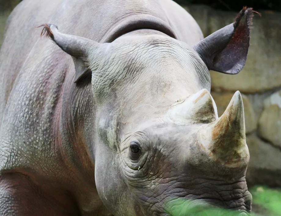 Учени откриха начин да спасят носорозите от изчезване 
